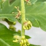 Quercus pubescens Fleur