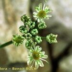 Heracleum pumilum Mbuma