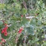 Ribes alpinum Yaprak