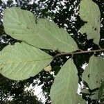 Dichapetalum rugosum Leaf