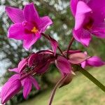 Spathoglottis plicata Fleur