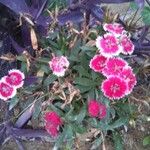 Dianthus barbatus Цветок