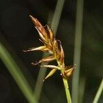 Carex pyrenaica Frutto