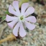 Silene sericea Flower