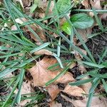 Allium ascalonicum Leaf