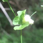 Cyclanthera carthagenensis Flower
