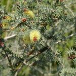 Callistemon sieberi Õis