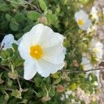 Cistus salviifolius Fleur