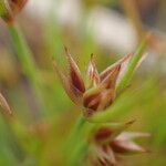 Juncus capitatus Плід