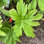 Podophyllum hexandrum Leht