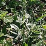 Ornithogalum nutansFlor