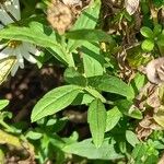 Aster incisus Feuille