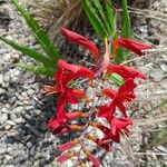 Crocosmia × crocosmiiflora عادت