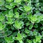 Origanum majorana Leaf