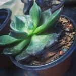 Echeveria affinis Ліст