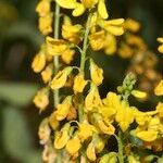 Melilotus elegans Maua