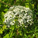 Sambucus canadensis Kukka