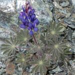 Lupinus spectabilis Hàbitat