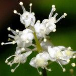 Maianthemum bifolium Květ