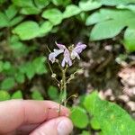 Hylodesmum glutinosum Floare