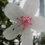 Rhododendron anagalliflorum