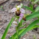 Ophrys apifera花