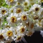 Tanacetum partheniumFleur