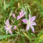 Leucocoryne vittata Flor