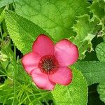 Linum grandiflorum Kwiat