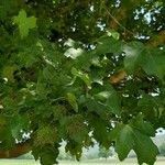 Acer campestre Folha