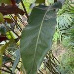 Etlingera elatior Leaf