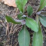 Hieracium albiflorum Blatt