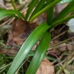 Leucojum vernum ഇല