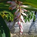 Alpinia zerumbet Kwiat