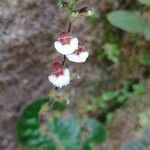 Gloxinia erinoides Flor