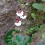 Gloxinia erinoides Fleur