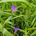 Tradescantia occidentalis ফুল