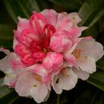 Rhododendron insigne Кветка