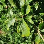 Crataegus punctata Leaf