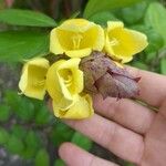 Gmelina philippensis Floare