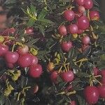 Gaultheria mucronata Fruto