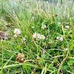 Trifolium pallescens Blomst