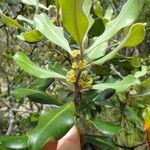 Tristaniopsis glauca Квітка