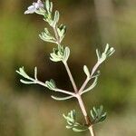 Teucrium brevifolium Deilen