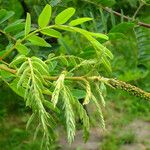 Amorpha fruticosa Кветка