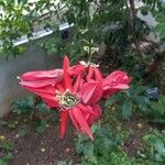 Passiflora racemosa Blodyn