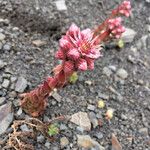 Sempervivum montanum Alkat (teljes növény)