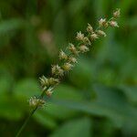 Cenchrus echinatus Flower