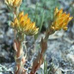 Sedum stenopetalum ശീലം