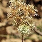 Ageratum conyzoides Фрукт